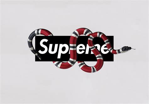 gucci serpente logo wallpaper|supreme gucci snake background.